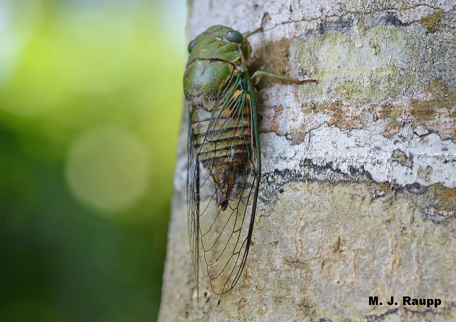 Rain on a sunny day: Tropical rainforest cicadas, Dorisiana sp